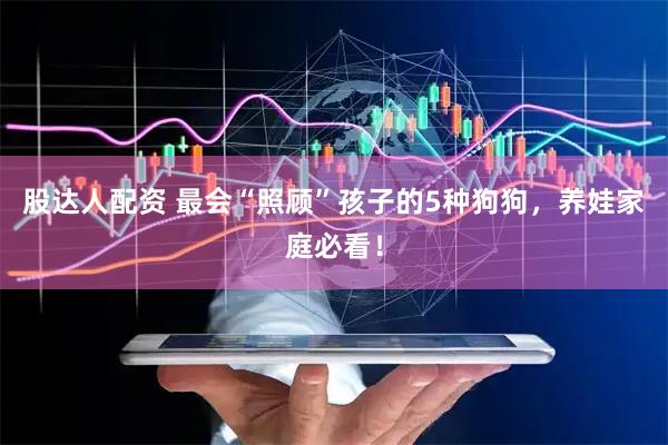 股达人配资 最会“照顾”孩子的5种狗狗，养娃家庭必看！